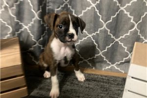 Jude - Boxer for sale