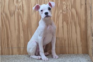 Samuel - Boxer for sale