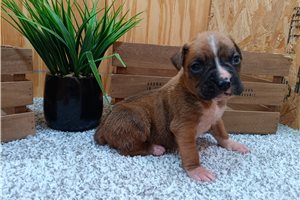 Buster - Boxer for sale