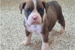 Petunia - Boxer for sale