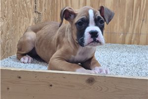 Ralphie - Boxer for sale