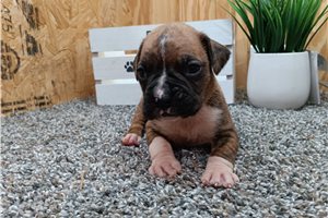 Brecken - puppy for sale
