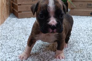 Brownie - Boxer for sale