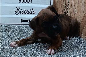 Brooklyn - Boxer for sale