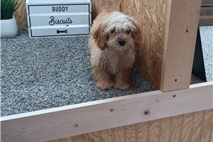 Ruby - Cavapoo for sale