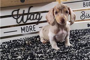 Florence - puppy for sale