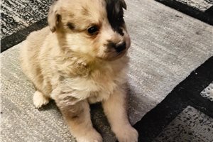 Molly - puppy for sale