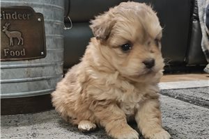 Johnny - puppy for sale