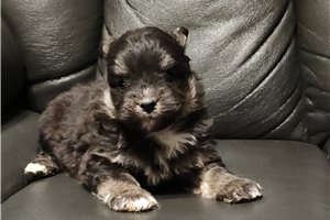 Jacob - Mixed/Other for sale