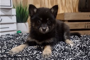 Jinx - puppy for sale