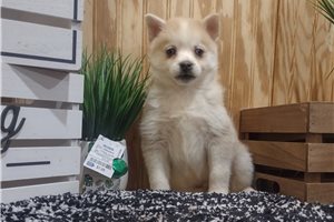 Jason - puppy for sale