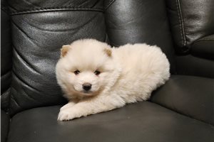 Snow - puppy for sale