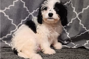 Rover - puppy for sale