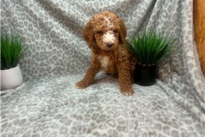 Calvin - Poodle, Standard for sale