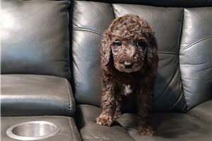 Jennifer - Standard Poodle for sale