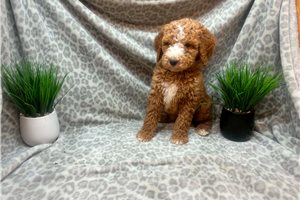 Colt - puppy for sale