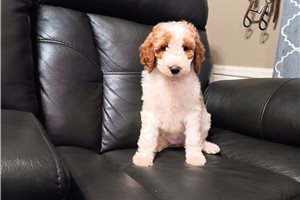 Jamie - puppy for sale