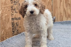 Cindy - Poodle, Standard for sale