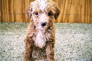 Cayden - puppy for sale