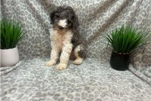 Corbin - Poodle, Standard for sale
