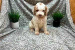 Crew - puppy for sale