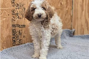 Coral - puppy for sale