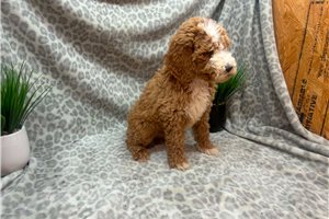 Clover - puppy for sale