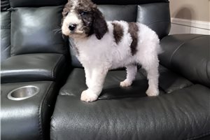 Jeff - puppy for sale