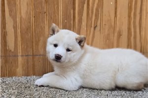 Tinkerbell - puppy for sale