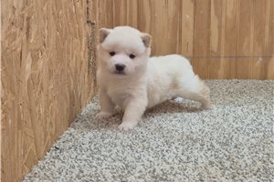 Micah - Shiba Inu for sale
