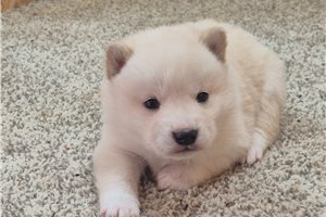 Murphy - Shiba Inu for sale