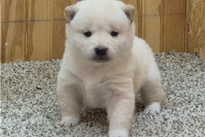 Maria - Shiba Inu for sale