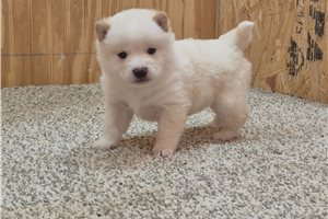 Marcus - Shiba Inu for sale