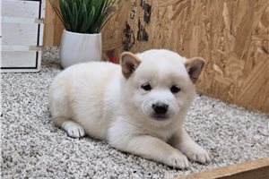 Trace - puppy for sale