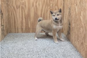 Asher - Shiba Inu for sale
