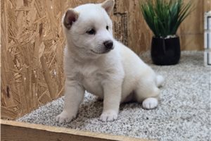 Timothy - Shiba Inu for sale