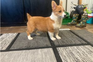 Mae - puppy for sale