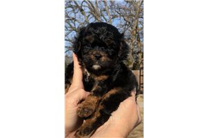 Faith - Cavapoo for sale