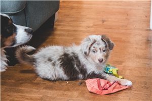 Ernie - puppy for sale