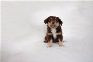 Escobar - puppy for sale