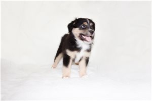 Errol - puppy for sale