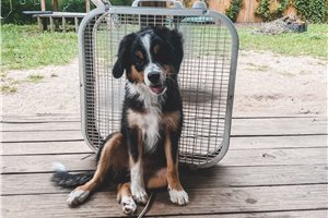 Eva - Miniature Australian Shepherd for sale