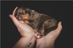 Garry - Miniature Australian Shepherd for sale