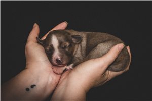 Genesis - Miniature Australian Shepherd for sale