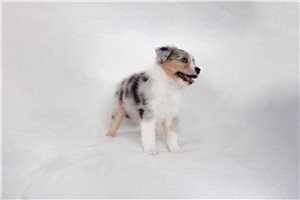 Emmy - puppy for sale