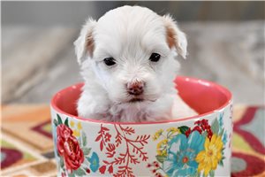 Snow White - puppy for sale