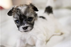 Baby - Malti Poo - Maltipoo for sale