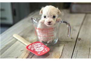 Leoh - Malti Poo - Maltipoo for sale
