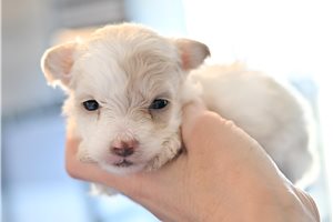 Leoh - puppy for sale