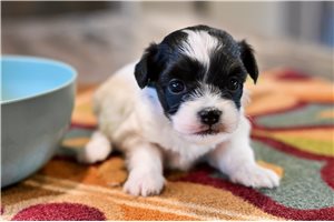 Miss Anne - Malti Poo - Maltipoo for sale